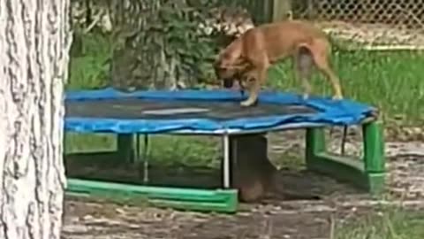 #youtube #dog #puppy #play #trampoline #shorts #jump #babies #share #rescue #mixed #dogshorts #funny