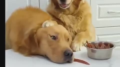 Sharing food and friendship with my furry best friend!