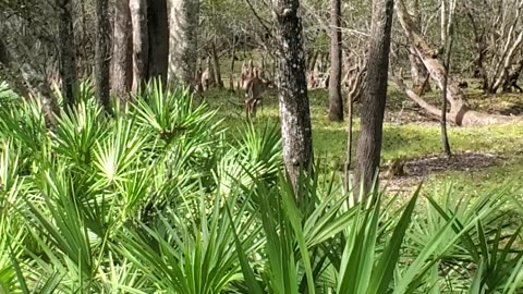 DEER on the Trail !