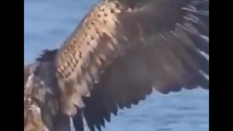 I can't believe what a big fish this eagle caught