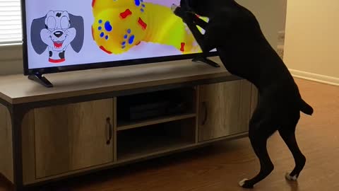 Dog Knocks Television Over Searching for Squeaky Toy