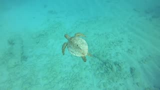 Lionfish, Grouper and Sea Turtle on one free-dive in Bermuda.