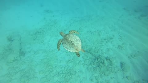 Lionfish, Grouper and Sea Turtle on one free-dive in Bermuda.