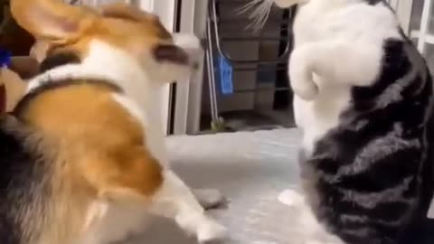 Funny cat video [ dog ]