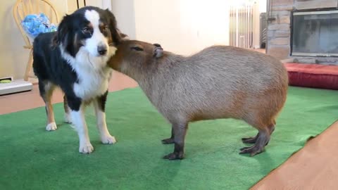 Dog and Capybara