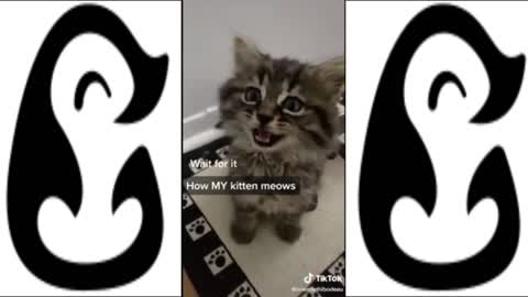 CUTTEST KITTENS OF 2022 FOUND ON TIKTOK