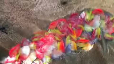 Beautiful colourful fish