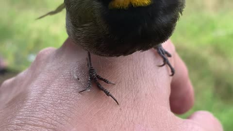 What We Do If a Bird Hits Our Window to Save It! Volcan Panama Corazon del Cielo