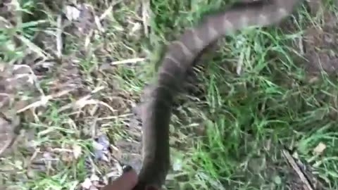 A water snake takes a nice bite