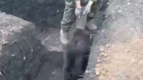 Ukrainian soldiers are trying to drive beaver out of their positions in the Zaporozhye region.