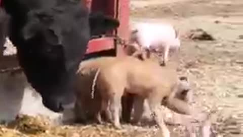 HILARIOUS Baby Pig Learns It's Way Around The Farm