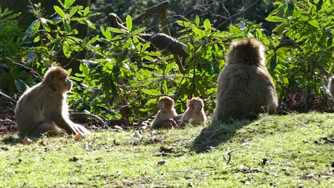 Monkey family in the field