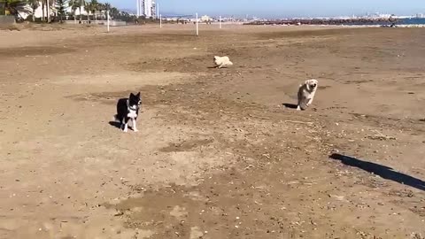 Excited Golden Retriever Knocks Woman Down