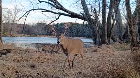 Duck Hunt Calls Draw Buck Instead