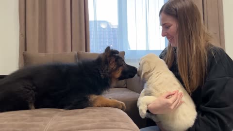 German Shepherd Puppy Meets Golden Retriever Puppy for the First Time!