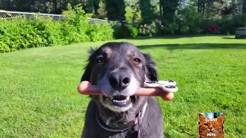 TRY NOT TO LAUGH FUNNY DOG VIDEO