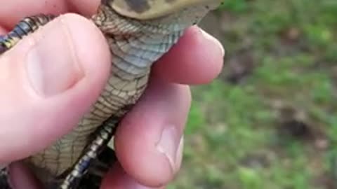 cute baby gator calling the mom