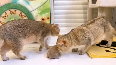 Cat Has Fun While Playing With Windshield Wipers