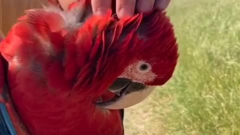 Beautiful animal parrot. Nature planet creator