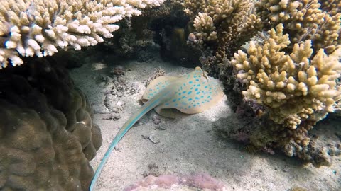 Sting Ray Fish Marine Ray Under water Sting Wild Ocean Sea Dangerous Fish