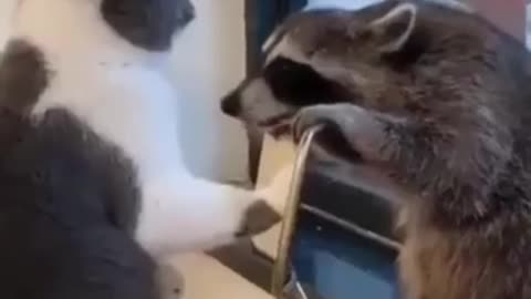 Funny cute animals