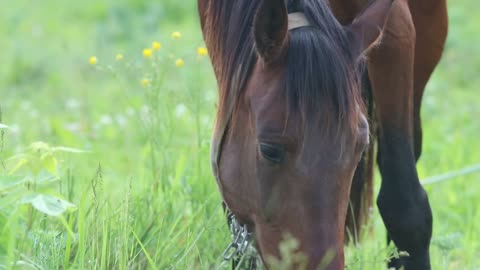 Brown horse grazing on the field and eating grass