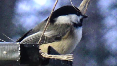 Chickadee