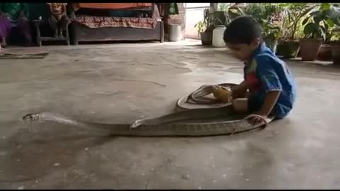 Small Baby Plays With king cobra Snake