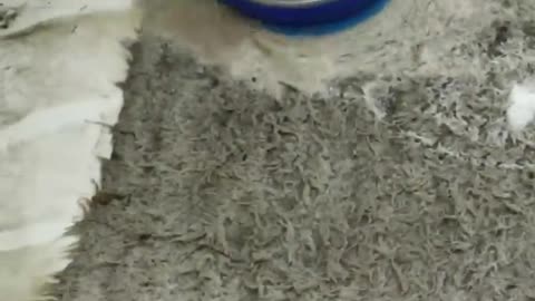 Maggot Infested Rug _ Satisfying Carpet Cleaning _ #shorts