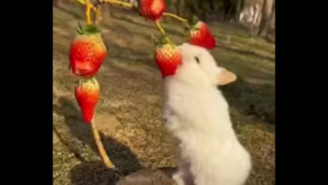 Little rabbit eating strawberry | That sounds good |❤️