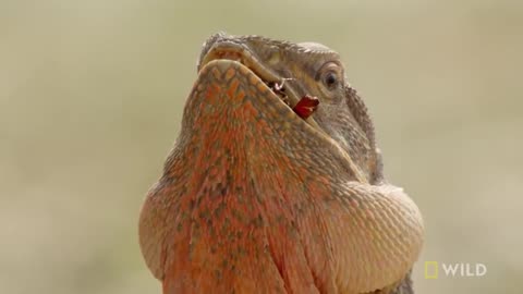 Frill-Necked Lizard Escapes Python | Wild Monsoon