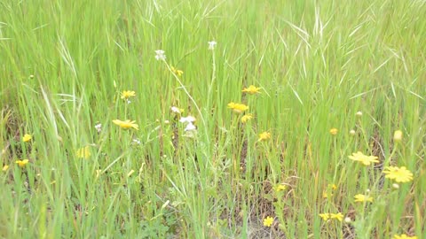 Relax your mind by watching moving grass with peaceful sounds of nature, birds wind