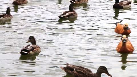 Duck Park Pond Swim Wild Duck Birds Water