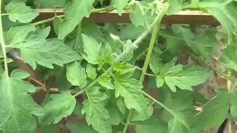 Beautiful tomato garden