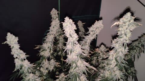 Day 56 Gush Mints Flush