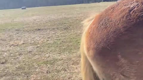 Horse whisperer mountains of North Carolina