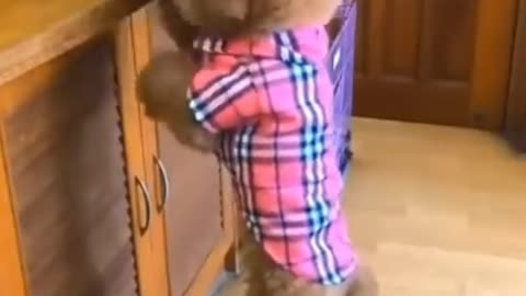 Cute dog helping puppies | #cutedog,#babydog,#cutepuppies,#dog,#dogs