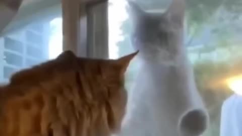 Funny and Cute Cats Videos #214