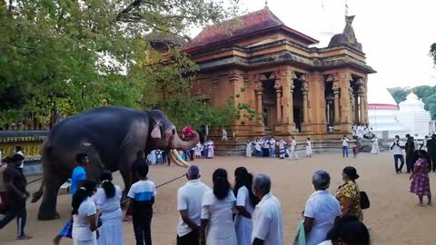 Sri lanka Elephant