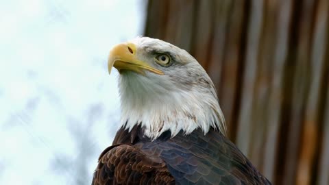 Eagle, a bird of prey with a keen eye