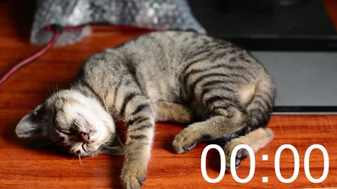 Ten-Minute Cat Timer - Ten-Minute Timing