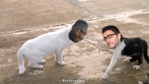 Funny cat video