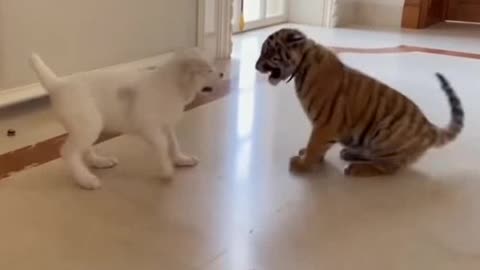 dog vs baby tiger video!