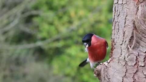 #Nature "Symphony of Enchanting Birdsong and Scenic Nature Views"