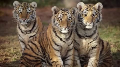 Dog Raises Three abandonedd Tigers