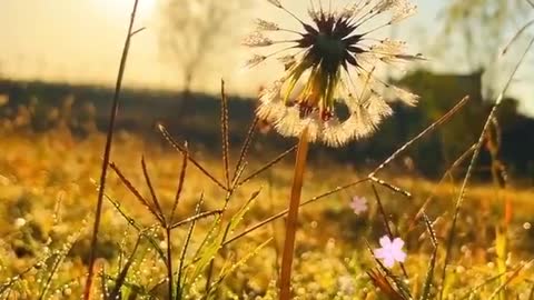 Dandelion under the setting sun