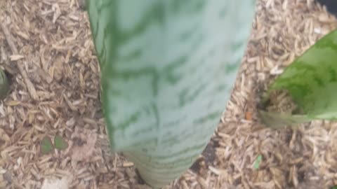 flowers in my pot