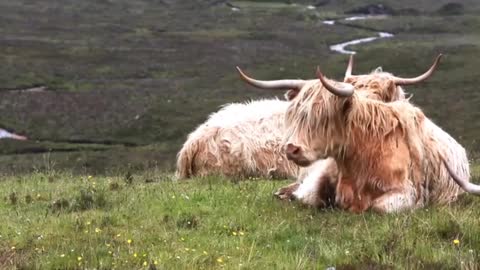 Cows Have the Most Beautiful Hair