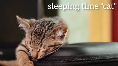 funny video when the cat is sleepy