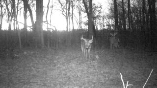 Bucks on trail camera